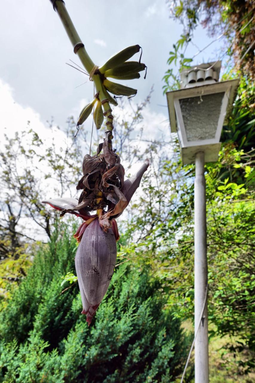 Casa Da Rampa Villa Sintra Eksteriør bilde